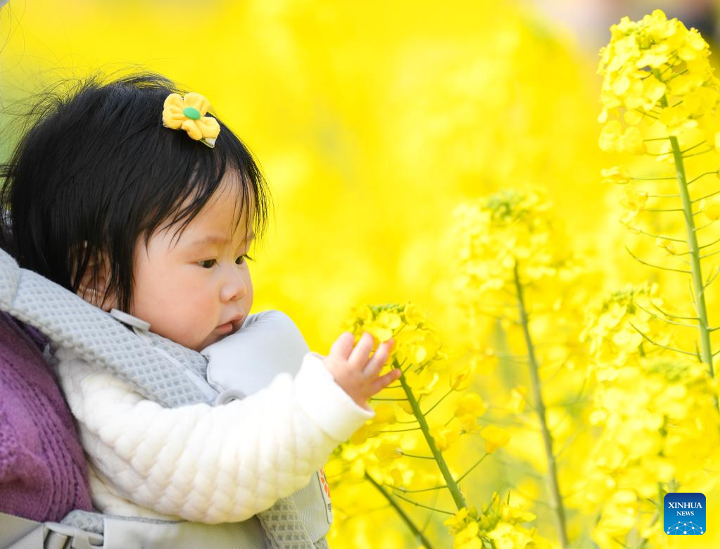 People enjoy cole flower view in SW China’s Sichuan_中安新闻_中安新闻客户端_中安在线