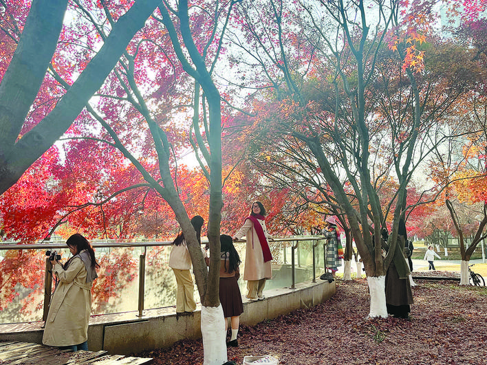 红枫绽放 “初冬顶流公厕”出圈