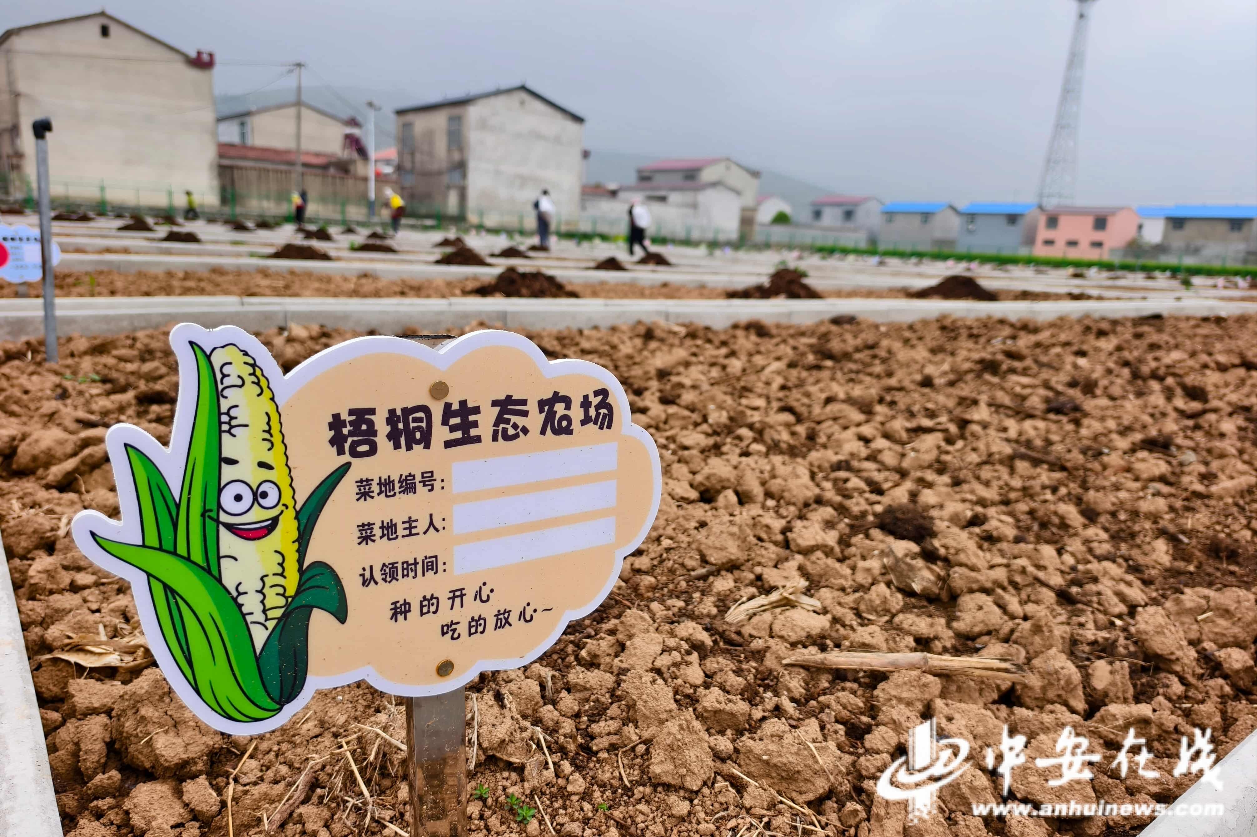 欢迎来到和美乡村直播间｜淮北杜集区：方寸屏幕里的“和美”密码