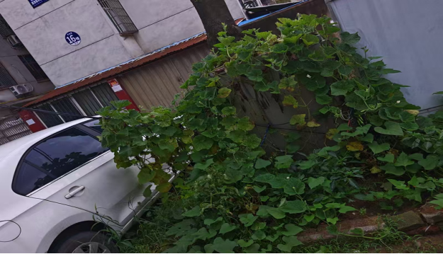 凤池苑小区配电箱被植被覆盖问题整改前.png
