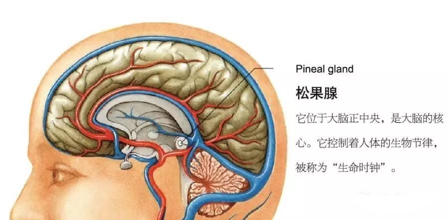 聚焦安徽自然科学一等奖，撩开松果腺素的神秘面纱_中安新闻_中安新闻