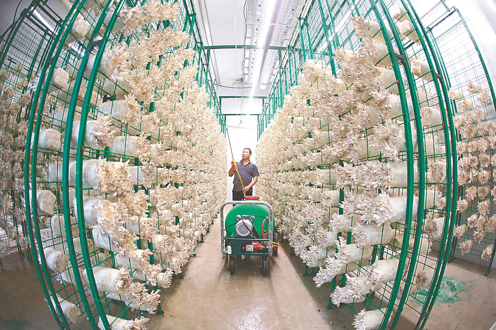 镇罗里村智能化食用菌产业基地恒温智慧菇房内,工人在管理采收秀珍菇